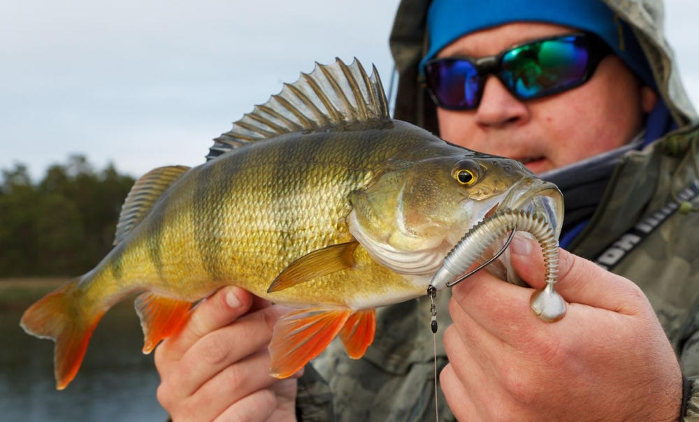 Swimming Ribster #226 Watermelon Pro Purple 10,2cm. - Bilde 2