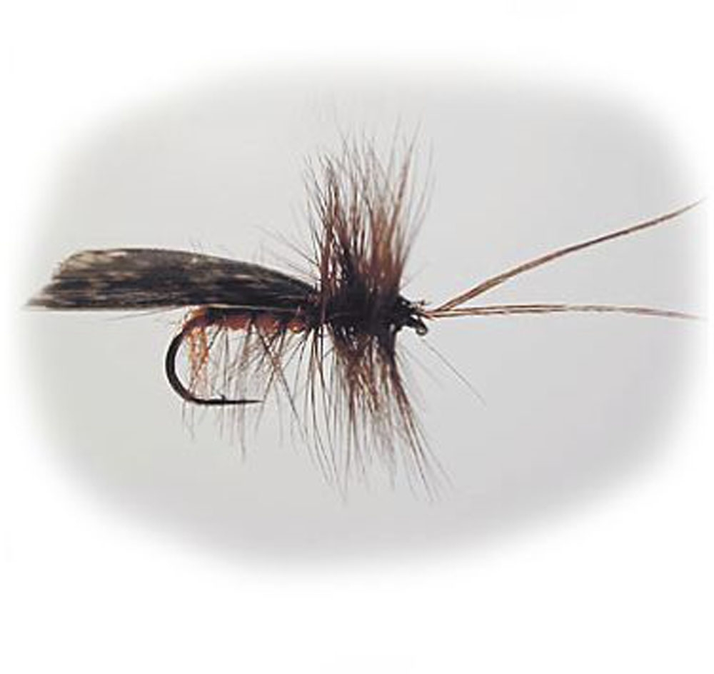 Dark Brown Horned Roof Wing Strl.12